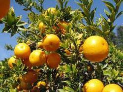 Paclobutrazol for Citrus