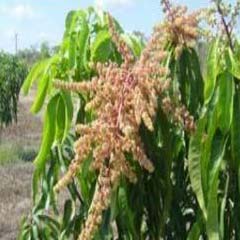 Paclobutrazol for Mango Flowering Growth