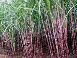 Paclobutrazol for Sugarcanes Growth