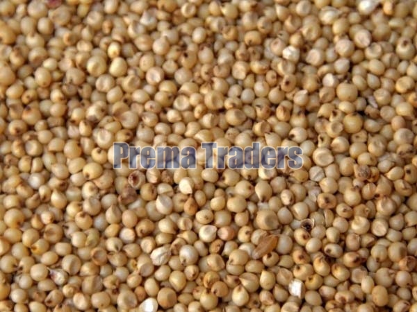 Sorghum Seeds