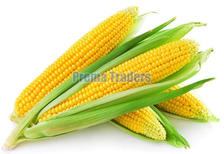 Yellow Whole Maize