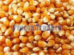 Yellow Maize/Corn