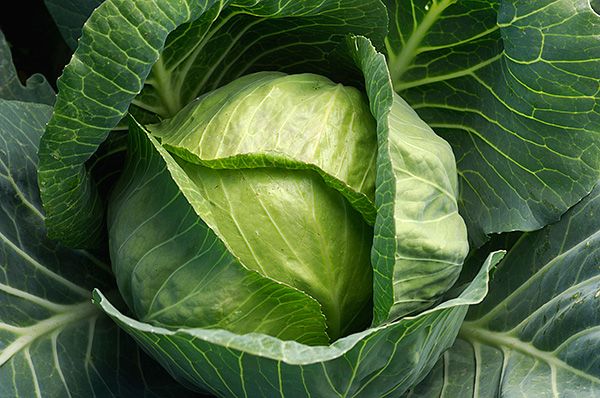 Cabbage