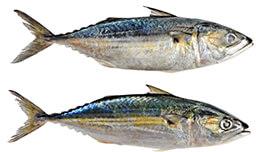 indian mackerel