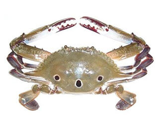 Three-spotted Crab