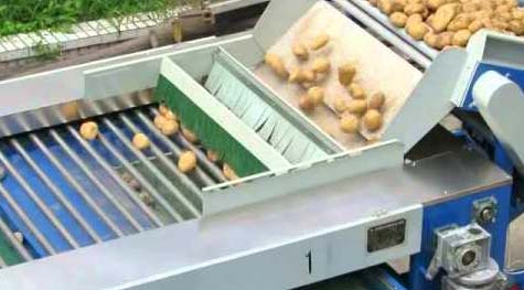 Electric 100-500kg Potato Grader, Voltage : 110V