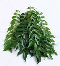 Fresh Curry Leaves