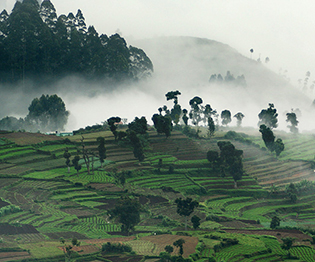 Kodaikanal Tour Packages