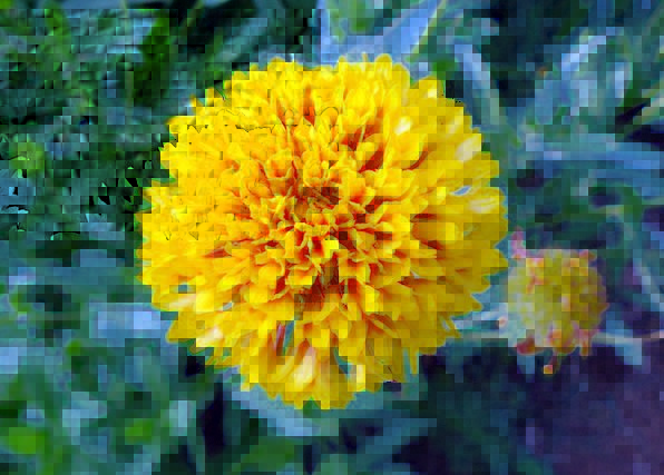 yellow sevanthi flower