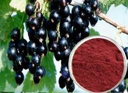 Black Currant Extract