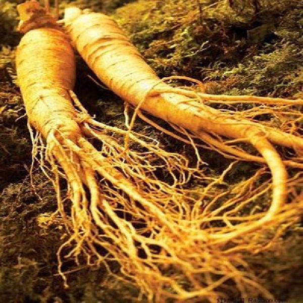 Panax Ginseng Root Extract