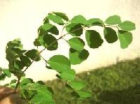 moringa leaf
