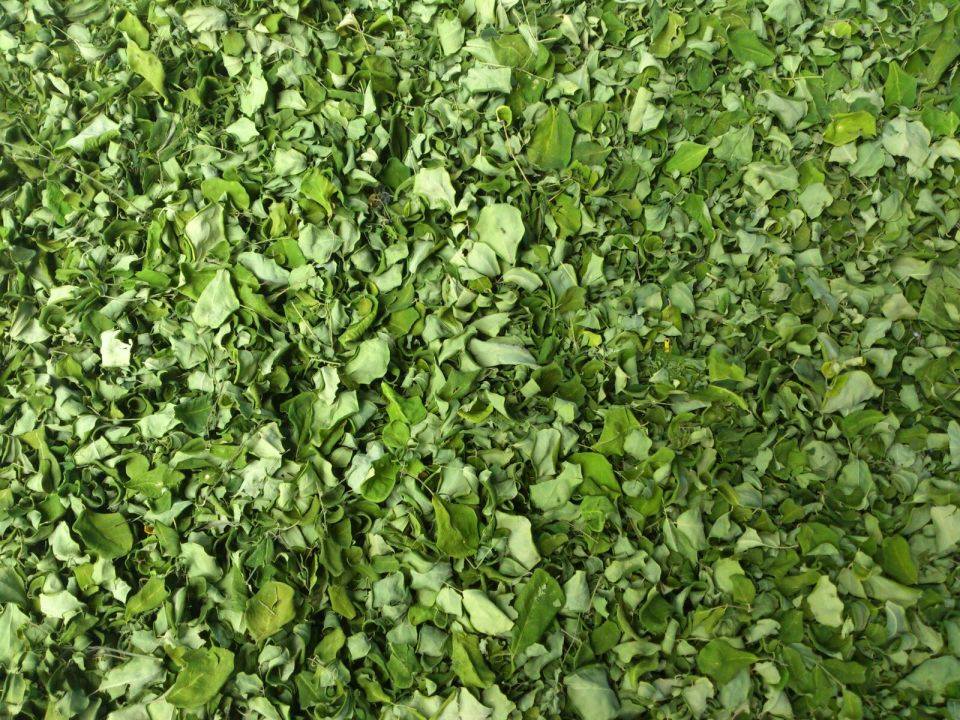 Natural Moringa Leaves Exporters India