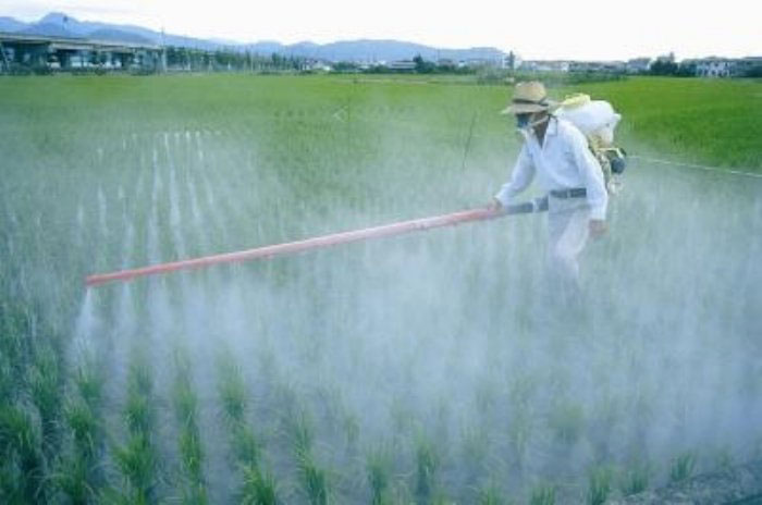 Chemical Fertilizer Spray Service