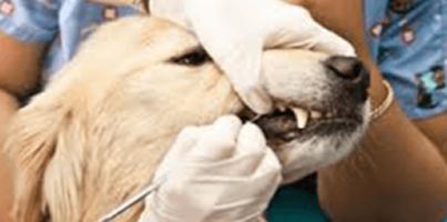 pet dentistry service
