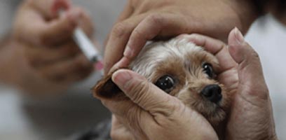 Pet Vaccinations Services