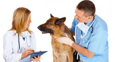 Pet Wellness Examination Services