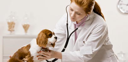 Veterinary Treatments Services