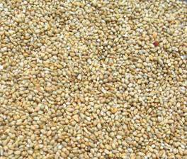 Natural Pearl Millet Seeds, for Cattle Feed, Cooking, Style : Dried