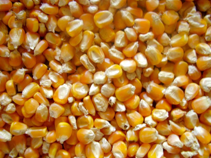 Organic Yellow Maize Seeds, for Animal Food, Human Food, Style : Dried