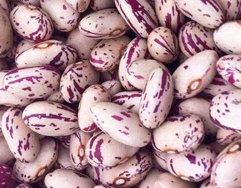 Cranberry Beans