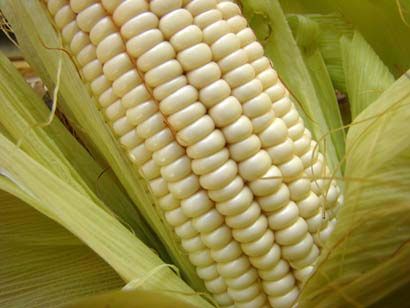 White Corn