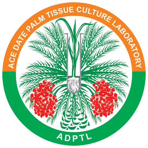 Ace Tissue culturally propogated plants