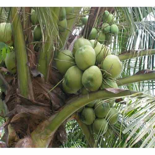 Fresh coconut, Style : NATURE