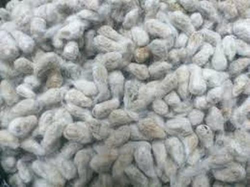 Cotton seeds, for Oil Production, Animal Feed, Oil Extraction