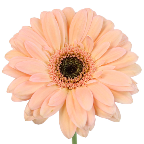 Gerbera