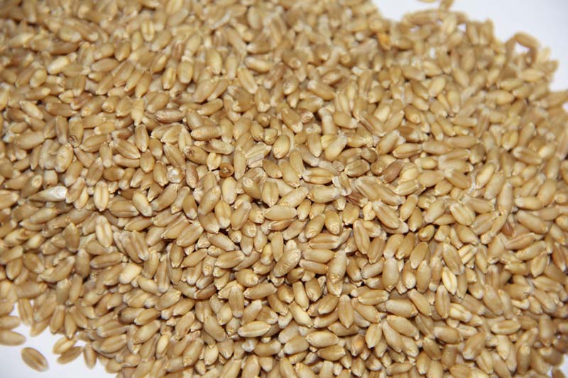 Organic Wheat Seeds, for Beverage, Flour, Food, Purity : 99%