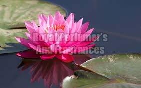 Lotus Water, Style : Natural