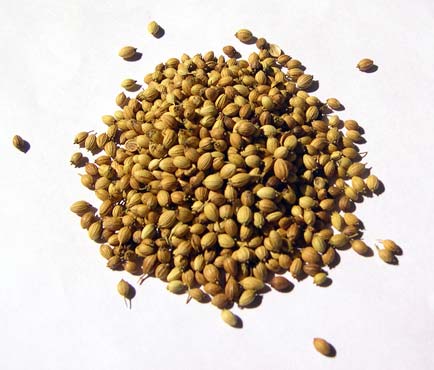 coriander seeds