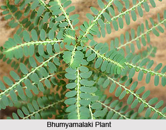 Bhui amla - Phyllanthus amarus by Ruchi Herbal Trading Company, Phyllanthus  amarus | ID - 2010299