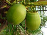 Organic tender coconut, Color : Green