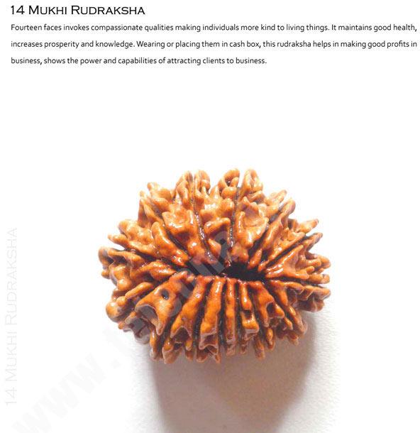 14 Mukhi Rudraksha from Teleone