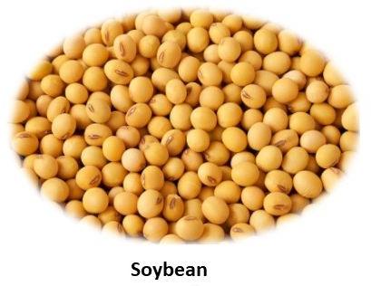 Soybean seeds, for Beverage Drinks, Style : Raw