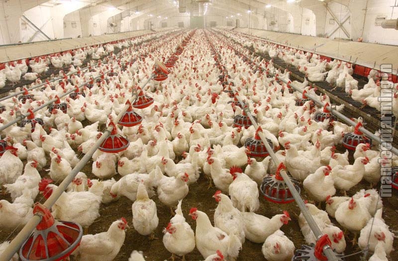 Poultry Farm House Wholesale Suppliers inPatiala Punjab India by