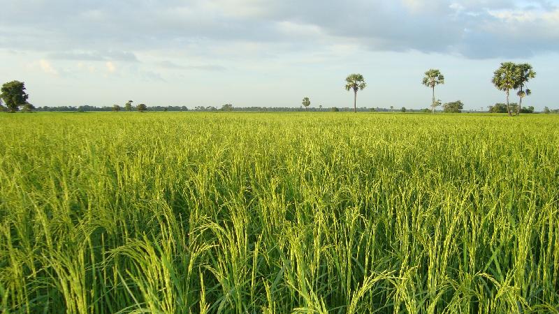 10% BROKEN LONG GRAIN RICE