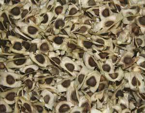 Moringa Seeds