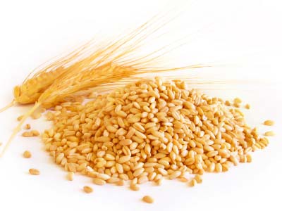 Organic Wheat Seeds, for Beverage, Flour, Purity : 99.9%, 100%