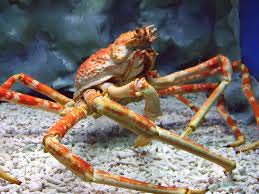 Live Spider Crab