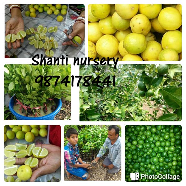 Thai Seedless Kagzi Lemon Plant