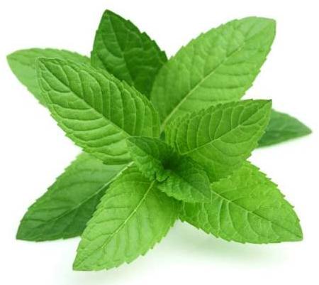 Organic Mint Leaves, Packaging Size : 10-15kg