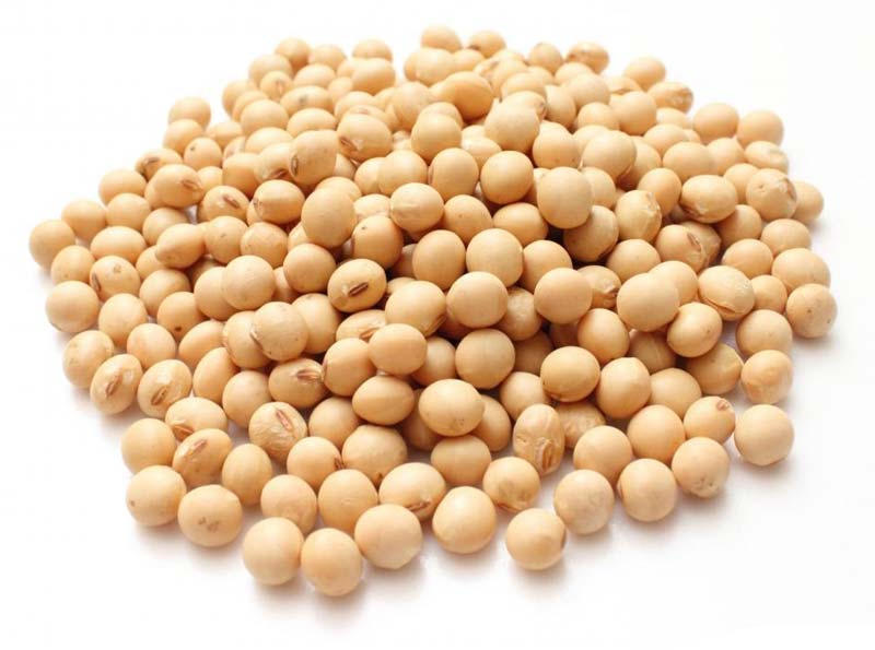 Organic soybean seeds, for Animal Feed, Style : Raw