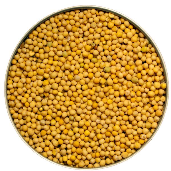 yellow mustard seeds