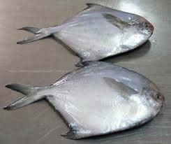 Chinese Pomfret Fish