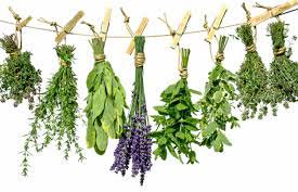 Organic Raw Herbs