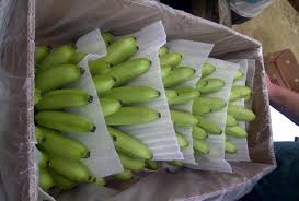 AgroLeaf common High Quality Fresh Banana, Color : green, yellow