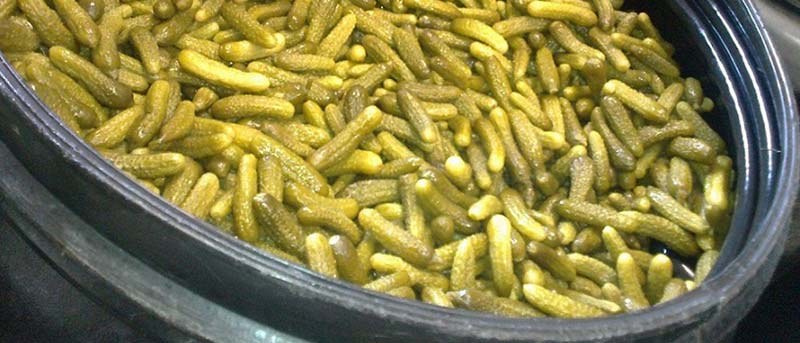 Pickle cucumber exporters in India